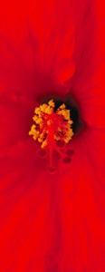 l'hibiscus è il fiore del mooladhara